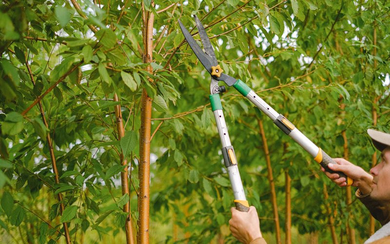 Tree trimming in Ayr, ND